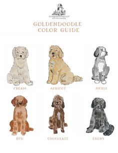 the golden doodle color guide for dogs with different colors and sizes, including brown, white