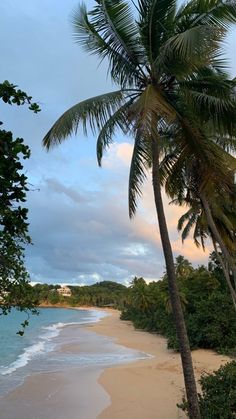 a beach with palm trees and the ocean in the foreground, under a cloudy sky