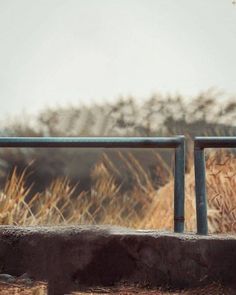 a bird sitting on top of a metal rail next to dry grass and trees in the background