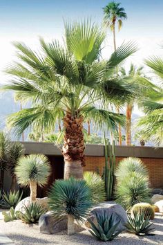 some very pretty plants and trees in the desert