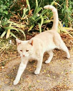 a white cat walking across a dirt road next to bushes and plants in the background