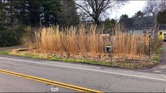 the grass is growing on the side of the road next to the mailbox and fire hydrant