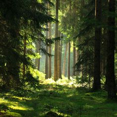 the sun is shining through the trees in the forest with green grass on the ground