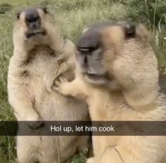 two polar bears are playing with each other in the grass and one is holding its back