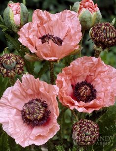 four pink flowers with green leaves and buds