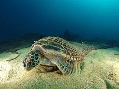 a large turtle is swimming on the ocean floor with its head above the water's surface