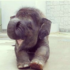 an elephant laying on the ground with its mouth open