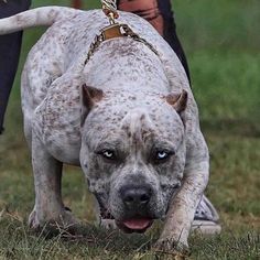 a dog with blue eyes is walking in the grass next to a person's leg