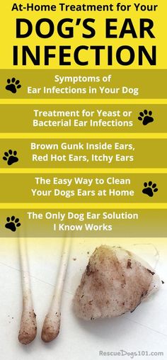 Cleaning Dogs Ears, Meds For Dogs, Dogs Ears Infection, Dog Remedies, Ear Infections, Pet Tips, Dog Health Tips, Dog Info, Dog Care Tips