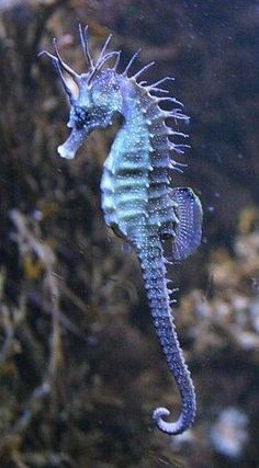 a sea horse is swimming in the water