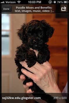 a woman holding a small black dog in her hands