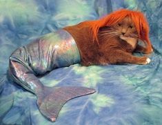 a cat laying on top of a blue and green blanket next to a mermaid tail