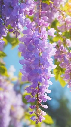 purple flowers are hanging from the branches