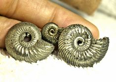 77.69 Tcw.  Fool's Gold Ammonite Fossils - 3 Pieces - Gorgeous Ammonite Fossil, Kailua Kona, Good Presentation, Fool Gold, The Pride, Be Natural, Pretty Design, Made Goods, Elegant Jewelry