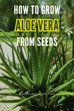 Guide on growing aloe vera from seeds with a large aloe plant in a sunny garden setting. Growing Aloe Vera Plant, The Best Cleanser, Grow Thick Long Hair, Best Cleanser