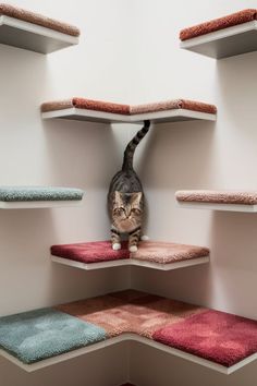 a cat standing on top of a shelf in a room filled with carpeted shelves