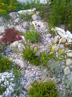 various plants and rocks in a garden