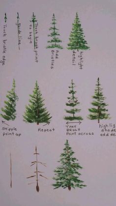 pine trees are labeled in different ways on a white paper sheet with writing below them