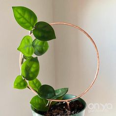 a potted plant with some green leaves on it's rim, in front of a white wall