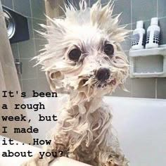 a dog is sitting in the bathtub with its hair blowing