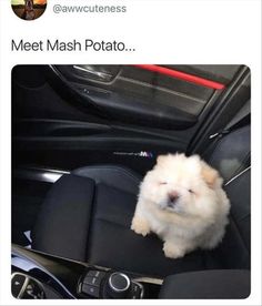 a small white dog sitting in the driver's seat of a car with its mouth open