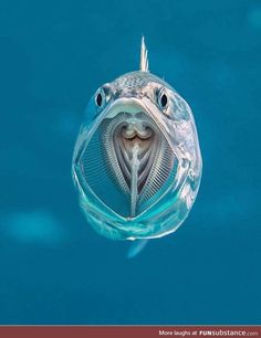 a fish with it's mouth open in the water, looking straight up at the camera