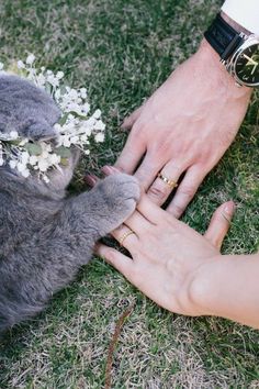 two hands touching each other over a cat's paw with flowers in the background