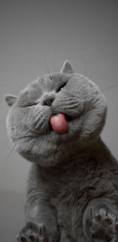 a gray cat with its tongue hanging out