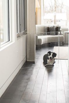 a black and white dog laying on the floor in front of a glass door that leads to a living room