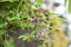 a small purple flower is growing on a branch