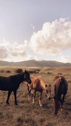 three horses are grazing in an open field with mountains in the background and clouds in the sky