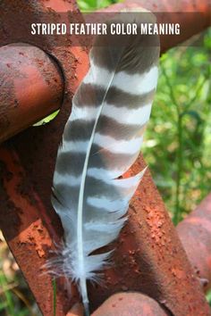 a white feather sitting on top of an old rusted metal pipe with the words striped feather color meaning