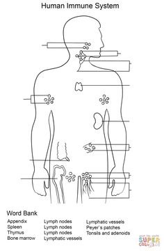 diagram of human body with labels on the main organs and their functions in each section