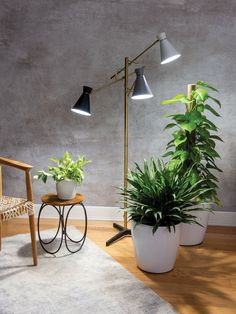 a room with two plants and a chair