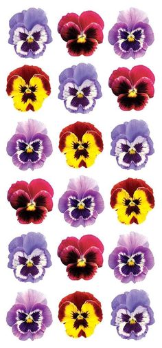 many different colored pansies are arranged in rows