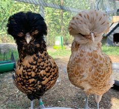 two chickens standing next to each other on the ground