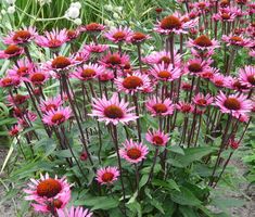 many pink flowers are growing in the grass