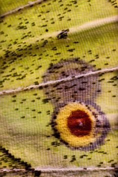 a close up view of a piece of fabric with holes in the center and an eye on it