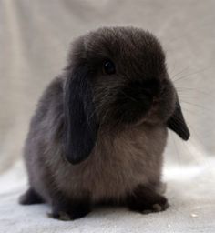 a small gray rabbit sitting on top of a white blanket