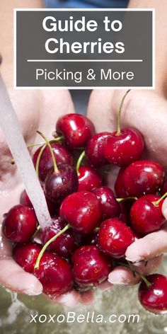 a person holding cherries in their hands with the title guide to cherries picking & more