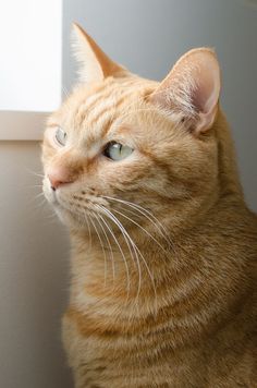 an orange tabby cat sitting in front of a window