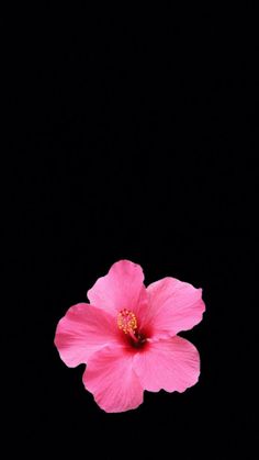 a pink flower is shown in the dark