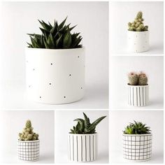 four photos of different types of plants in white pots with black and white lines on them