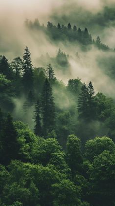 the forest is covered in fog and low lying clouds