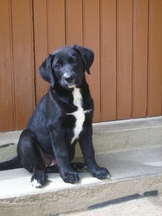 a black and white dog sitting on the steps