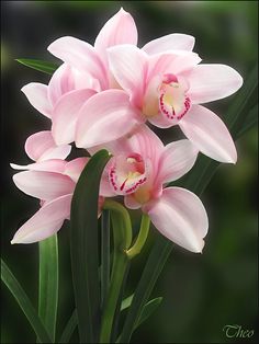 two pink flowers with green stems in the foreground