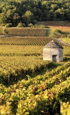 an old house in the middle of a vineyard