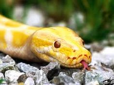 a yellow snake with it's tongue sticking out