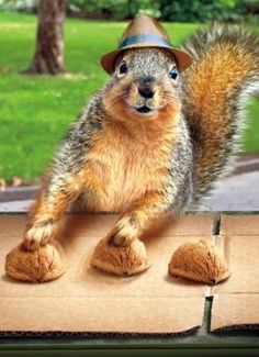 a squirrel wearing a hat and standing on top of a piece of cardboard in front of trees