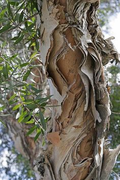 an old tree with vines growing on it